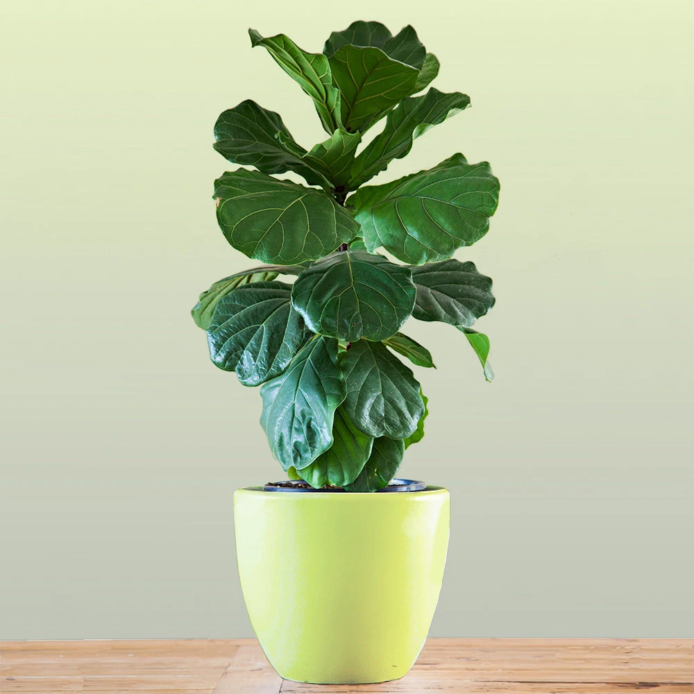 New Apartment House Plant Kit 5 New Apartment House Plant Kit - Image 3
