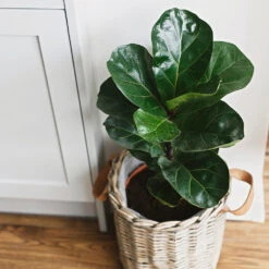 Bambino Fiddle Leaf Fig 10 Bambino Fiddle Leaf Fig -Fast Growing Trees Bambino FIddleLeafFIg 5 FGT