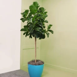 Bambino Fiddle Leaf Fig 11 Bambino Fiddle Leaf Fig -Fast Growing Trees Bambino FIddleLeafFIg 6