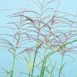 Miscanthus Bandwidth (Chinese Silver Grass) 10 Miscanthus Bandwidth (Chinese Silver Grass) -Fast Growing Trees Bandwidth Maiden Grass 2