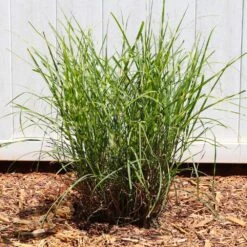 Miscanthus Bandwidth (Chinese Silver Grass) 11 Miscanthus Bandwidth (Chinese Silver Grass) -Fast Growing Trees Bandwidth Maiden Grass 4