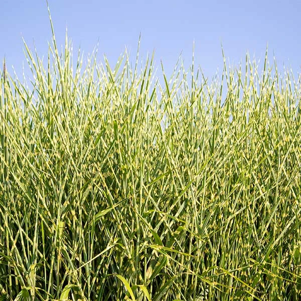 Miscanthus Bandwidth (Chinese Silver Grass) 3 Miscanthus Bandwidth (Chinese Silver Grass)