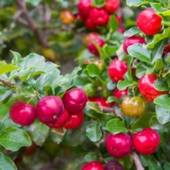 Barbados 'Acerola' Cherry 9 Barbados 'Acerola' Cherry -Fast Growing Trees Barbadoes Cherry 2 FGT
