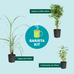 Sugar Cane 11 Sugar Cane -Fast Growing Trees Barista Kit Graphic f298d41d 128a 4dc2 a461 78b7808929c2