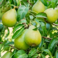 5-in-1 Pear Surprise Tree 9 5-in-1 Pear Surprise Tree -Fast Growing Trees Bartlett Pear 3 BB