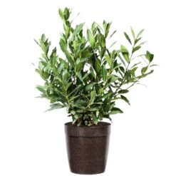 Bay Laurel 15 Bay Laurel -Fast Growing Trees Bay Laurel 3G Delilah Brown pot
