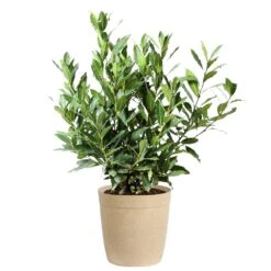 Bay Laurel 16 Bay Laurel -Fast Growing Trees Bay Laurel 3G Delilah Tan pot
