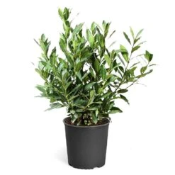 Bay Laurel 17 Bay Laurel -Fast Growing Trees Bay Laurel 3G standard pot