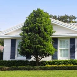 Bay Laurel - USDA Organic 9 Bay Laurel - USDA Organic -Fast Growing Trees Bay Laurel Shrub FGT 4