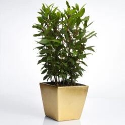 Bay Laurel - USDA Organic 10 Bay Laurel - USDA Organic -Fast Growing Trees Bay Laurel Shrub FGT 70a053b8 5238 44bb b72e 34af0f0d8286