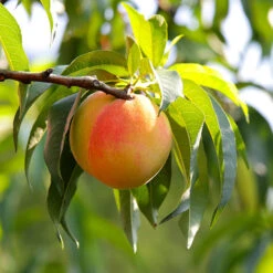 Belle Of Georgia Peach Tree (USDA Organic)
