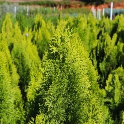 Berckman's Gold Arborvitae 11 Berckman's Gold Arborvitae -Fast Growing Trees Berckmans Arborvitae 8