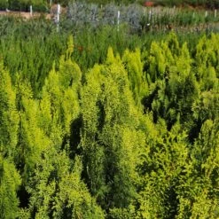 Berckman's Gold Arborvitae 9 Berckman's Gold Arborvitae -Fast Growing Trees Berckmans Arborvitae 9