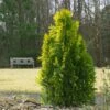 Berckman's Gold Arborvitae 1 Berckman's Gold Arborvitae -Fast Growing Trees Berckmans Arborvitae FGT 600x600 ce6c5eef 9b4c 4e6a b08d bfba171097c6