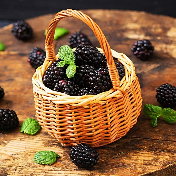 Big Daddy Blackberry Bush 3 Big Daddy Blackberry Bush