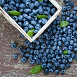 Biloxi Blueberry Bush 7 Biloxi Blueberry Bush -Fast Growing Trees Biloxi Blueberry 1