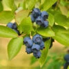 Biloxi Blueberry Bush -Fast Growing Trees Biloxi Blueberry 600x600 9b2d6c1b b8be 4f97 beef aefdfd737345
