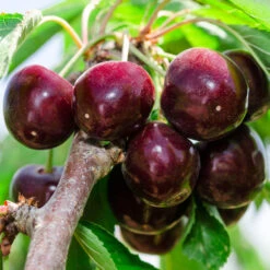 Cherry Pollinator Pack 8 Cherry Pollinator Pack -Fast Growing Trees Bing Cherry Tree 2 BB