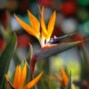 Bird Of Paradise - Orange -Fast Growing Trees Bird of Paradise FGT 600x600 45c0b3af 61f2 4c68 bd5b 0a844cfb7027