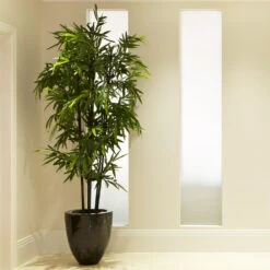 Fast Growing Trees -Fast Growing Trees Black Bamboo 2