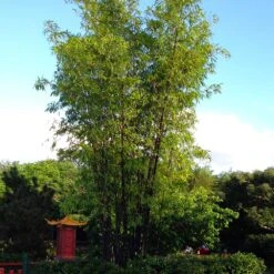 Black Bamboo 13 Black Bamboo -Fast Growing Trees Black Bamboo 5