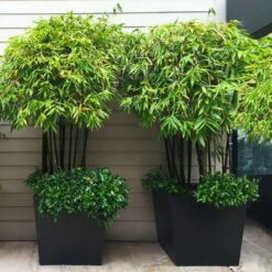 Black Bamboo 10 Black Bamboo -Fast Growing Trees Black Bamboo 7
