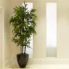 Black Bamboo 2 Black Bamboo -Fast Growing Trees Black Bamboo FGT 600x600 04de0fc5 1b5b 4ead b329 04b366290ad6