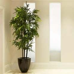 Fast Growing Trees 5 Black Bamboo
