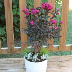Black Diamond® Crape Myrtle - Mystic Magenta™ 8 Black Diamond® Crape Myrtle - Mystic Magenta™ -Fast Growing Trees Black Diamon Magestic magenta Crape Myrtle 1