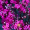 Black Diamond® Crape Myrtle - Mystic Magenta™ 2 Black Diamond® Crape Myrtle - Mystic Magenta™ -Fast Growing Trees Black Diamon Magestic magenta Crape Myrtle 600x600 703dbfb4 ff0a 40c3 b862 7837c7afa96a