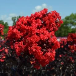 Black Diamond® Crape Myrtle - Best Red™ 9 Black Diamond® Crape Myrtle - Best Red™ -Fast Growing Trees Black Diamond Crape Myrtle 3 FGT