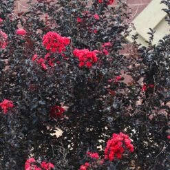 Black Diamond® Crape Myrtle - Best Red™ 11 Black Diamond® Crape Myrtle - Best Red™ -Fast Growing Trees Black Diamond Crape Myrtle 6 FGT