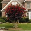 Black Diamond® Crape Myrtle - Best Red™ 1 Black Diamond® Crape Myrtle - Best Red™ -Fast Growing Trees Black Diamond Crape Myrtle FGT 600x600 ebd6e947 06c8 47e3 8d58 bdd0b8f08ce1