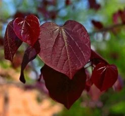 Black Pearl™ Redbud Tree 8 Black Pearl™ Redbud Tree -Fast Growing Trees Black Pearl Redbud Tree 450 D1