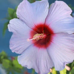Summer Spice® Hardy Hibiscus Bleu Brulee™ 7 Summer Spice® Hardy Hibiscus Bleu Brulee™ -Fast Growing Trees Bleu Brulee Hibiscus 1