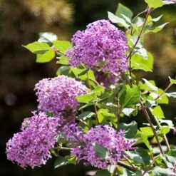 Bloomerang® Lilac Shrub 12 Bloomerang® Lilac Shrub -Fast Growing Trees Bloomerang Lilac Shrub 2