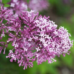 Bloomerang® Lilac Shrub 13 Bloomerang® Lilac Shrub -Fast Growing Trees Bloomerang Lilac Shrub 5 FGT