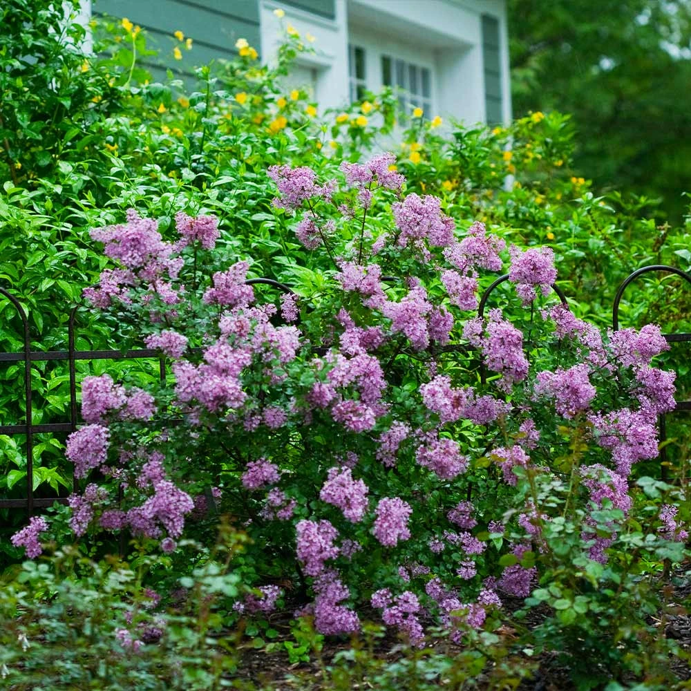 Bloomerang® Lilac Shrub 4 Bloomerang® Lilac Shrub - Image 2