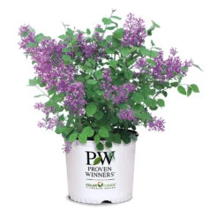 Bloomerang® Lilac Shrub 15 Bloomerang® Lilac Shrub -Fast Growing Trees Bloomerang Lilac Shrub 7 3G
