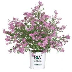 Bloomerang® Lilac Shrub 16 Bloomerang® Lilac Shrub -Fast Growing Trees Bloomerang Lilac Shrub 8 5G