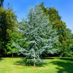 Blue Atlas Cedar Tree 7 Blue Atlas Cedar Tree -Fast Growing Trees Blue Atlas Cedar 2
