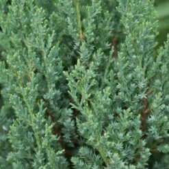 Blue Point Juniper 9 Blue Point Juniper -Fast Growing Trees Blue Point Juniper 3