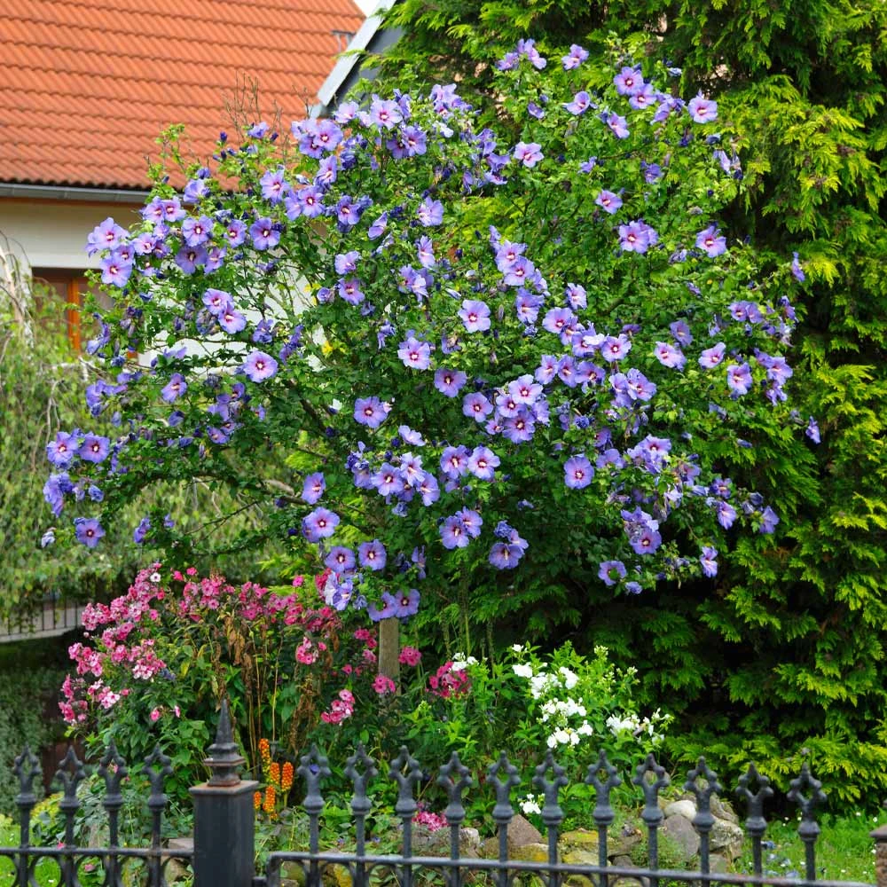 Azurri Blue Satin® Rose Of Sharon Althea Tree 4 Azurri Blue Satin® Rose Of Sharon Althea Tree - Image 2