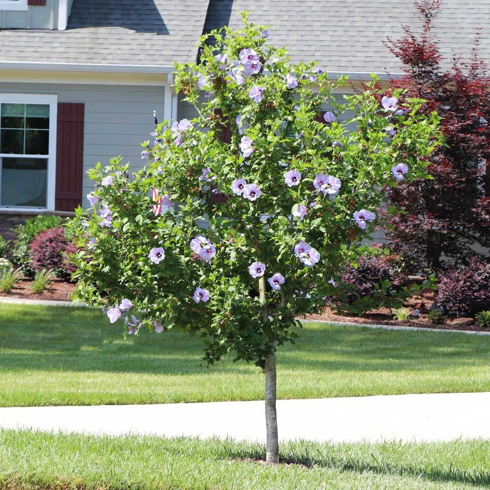 Azurri Blue Satin® Rose Of Sharon Althea Tree 6 Azurri Blue Satin® Rose Of Sharon Althea Tree - Image 4