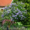 Azurri Blue Satin® Rose Of Sharon Althea Tree 2 Azurri Blue Satin® Rose Of Sharon Althea Tree -Fast Growing Trees Blue Satin Rose Of Sharon Tree 600x600 60de359b badf 4160 8f5d 202267acab41
