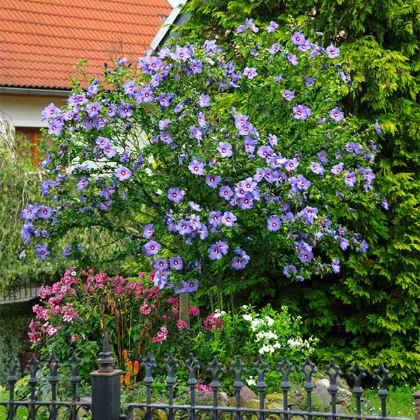 Azurri Blue Satin® Rose Of Sharon Althea Tree 3 Azurri Blue Satin® Rose Of Sharon Althea Tree