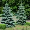 Blue Wonder Spruce Tree 2 Blue Wonder Spruce Tree -Fast Growing Trees Blue Wonder Spruce 600x600 26193ce5 cb4c 4e46 8366 037a0a8f601d