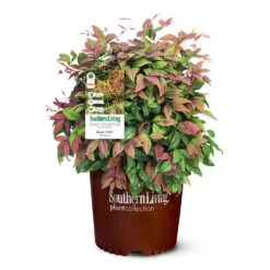Blush Pink™ Nandina Shrub 13 Blush Pink™ Nandina Shrub -Fast Growing Trees Blush Pink Nandina 6