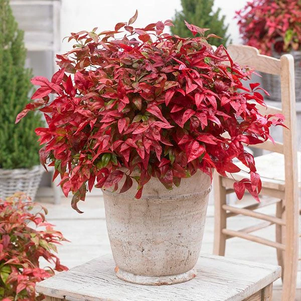 Blush Pink™ Nandina Shrub 3 Blush Pink™ Nandina Shrub