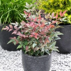 Blush Pink™ Nandina Shrub 11 Blush Pink™ Nandina Shrub -Fast Growing Trees Blush Pink Nandina FGT 5